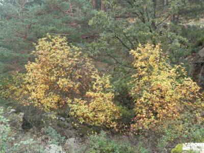 Bosque Plateado de La Jarosa; mapa y brujula viajes accesibles senderismo en canarias viajar con ami